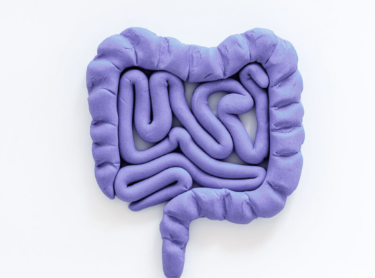 a purple clay model of the intestine.